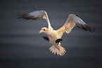 northern gannet