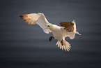 northern gannet