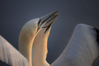 northern gannet