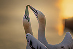 northern gannet