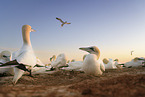 northern gannet