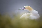 northern gannet