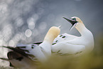 northern gannet