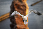 northern gannet