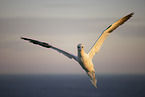 northern gannet