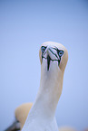 northern gannet