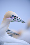 northern gannet