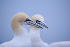 northern gannet