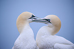 northern gannet