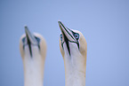 northern gannet