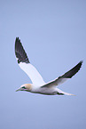 northern gannet