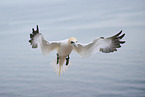 northern gannet