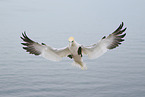 northern gannet