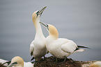 northern gannet