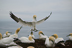 northern gannet