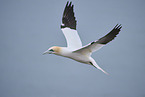 northern gannet