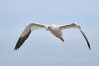 northern gannet