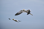 northern gannet