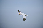 northern gannet