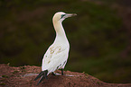 northern gannet