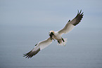 northern gannet