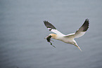 northern gannet