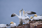 northern gannet