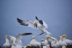 northern gannet