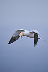 northern gannet