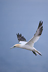 northern gannet