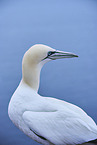 northern gannet