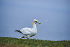 northern gannet