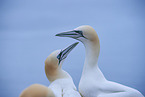 northern gannet