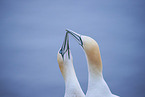 northern gannet