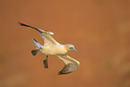 northern gannet