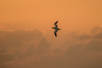 northern gannet