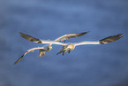 northern gannet