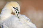 northern gannet