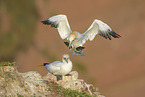 northern gannet