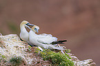 northern gannet