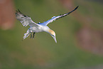 northern gannet