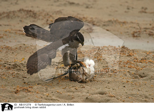 goshawk bring down rabbit / AB-01279