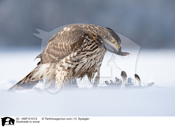 Habicht im Schnee / Goshawk in snow / HSP-01012