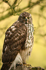 northern goshawk