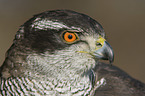 goshawk portrait