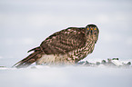 Goshawk in snow