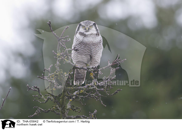 Sperbereule / northern hawk owl / THA-05842