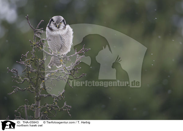 Sperbereule / northern hawk owl / THA-05843