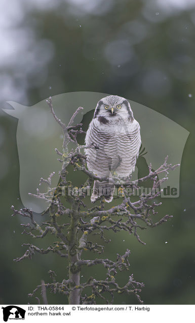 Sperbereule / northern hawk owl / THA-05844