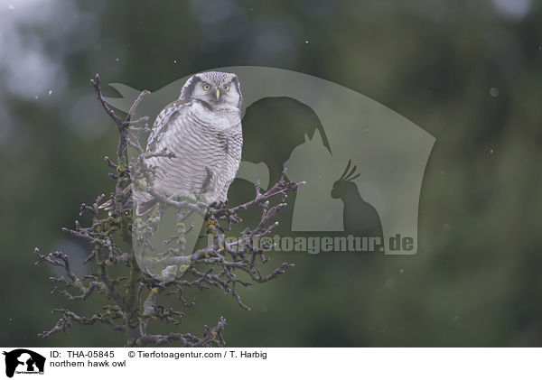 Sperbereule / northern hawk owl / THA-05845